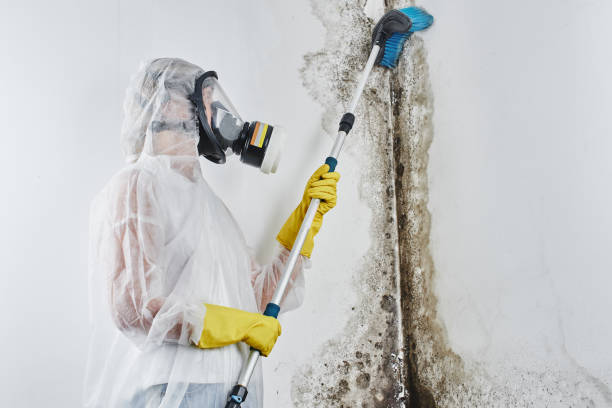 Best Best Mold Removal Companies  in Orion, IL