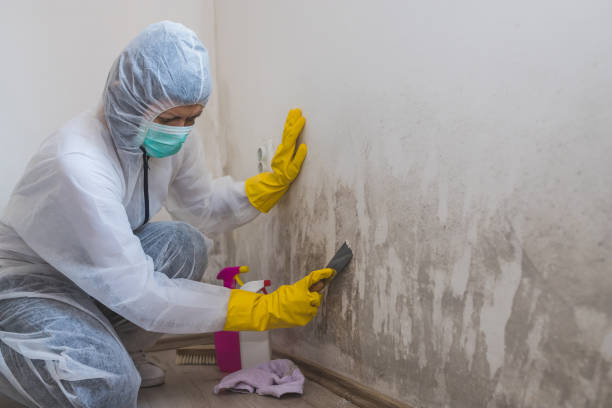 Best Mold Damage Repair  in Orion, IL