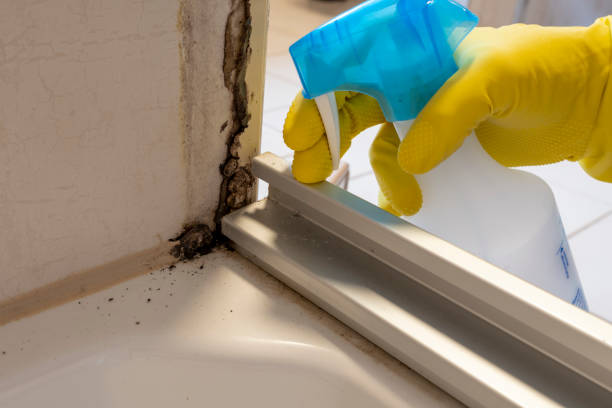 Best Mold Remediation  in Orion, IL