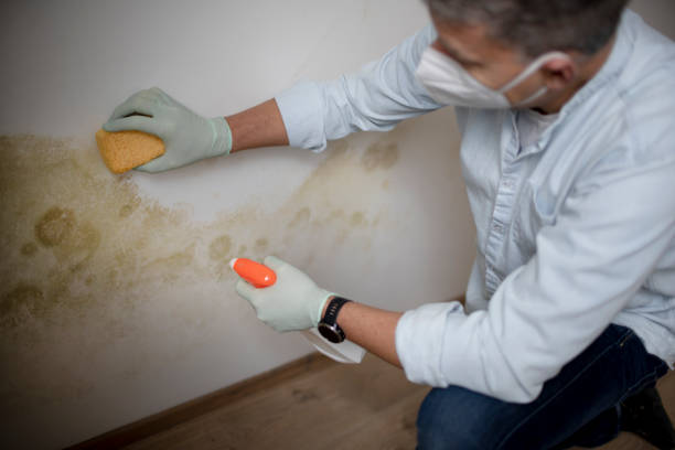 Best Crawl Space Mold Removal  in Orion, IL