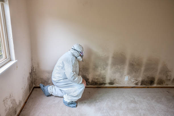 Best Mold Testing  in Orion, IL