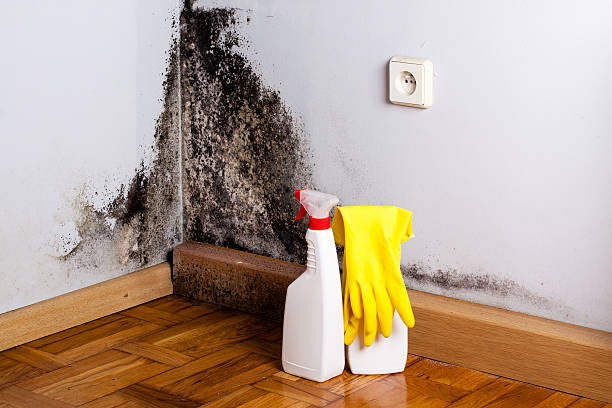 Reliable Orion, IL Mold Removal Solutions