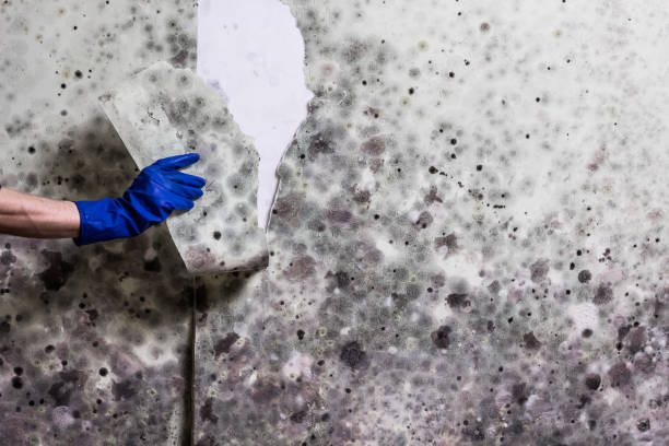 Best Mold Testing  in Orion, IL