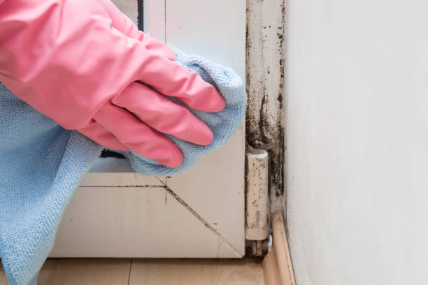 Best Toxic Mold Removal  in Orion, IL