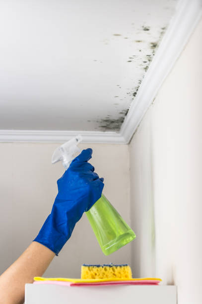 Best Emergency Mold Removal  in Orion, IL