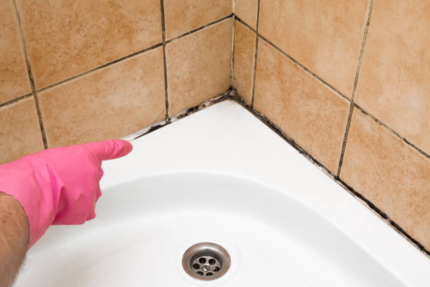 Certified Mold Removal in Orion, IL